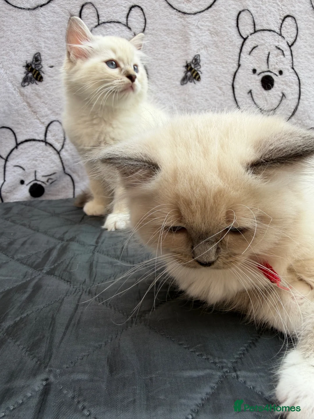 Ragdoll cats for sale: Beautiful Ragdoll Kittens Looking for Forever Home - Advert 2