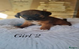 Shorkie dogs for sale: 9 stunning shorkie puppies - Image 12