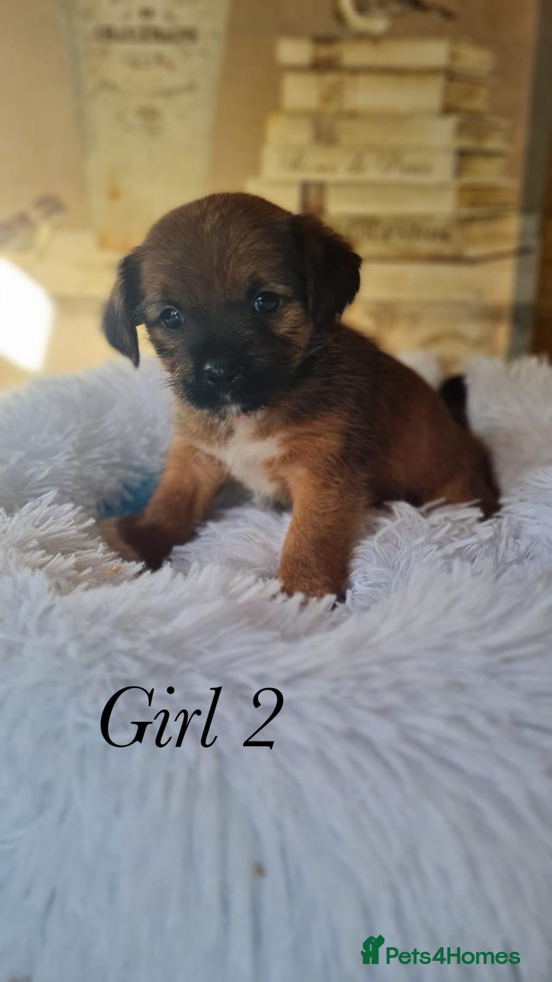 Shorkie dogs for sale: 9 stunning shorkie puppies - Image 12