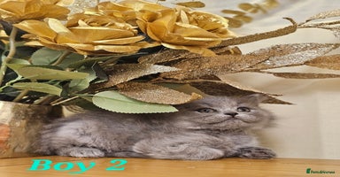 British Shorthair cats - Advert 5