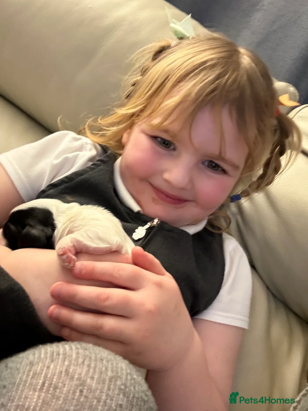 Cocker Spaniel dogs for sale: 🐶🐾 Exceptional Working Cocker Spaniel Puppies 🐾 - Advert 27