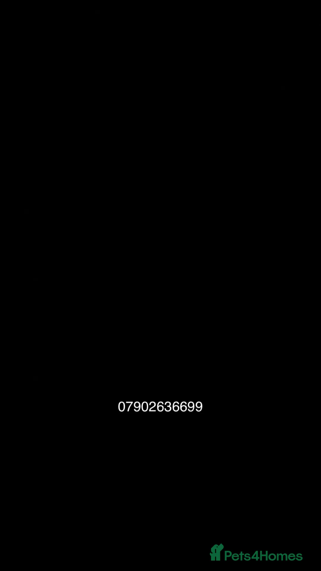 Ferret rodents for sale: Ferret kits  - Advert 5