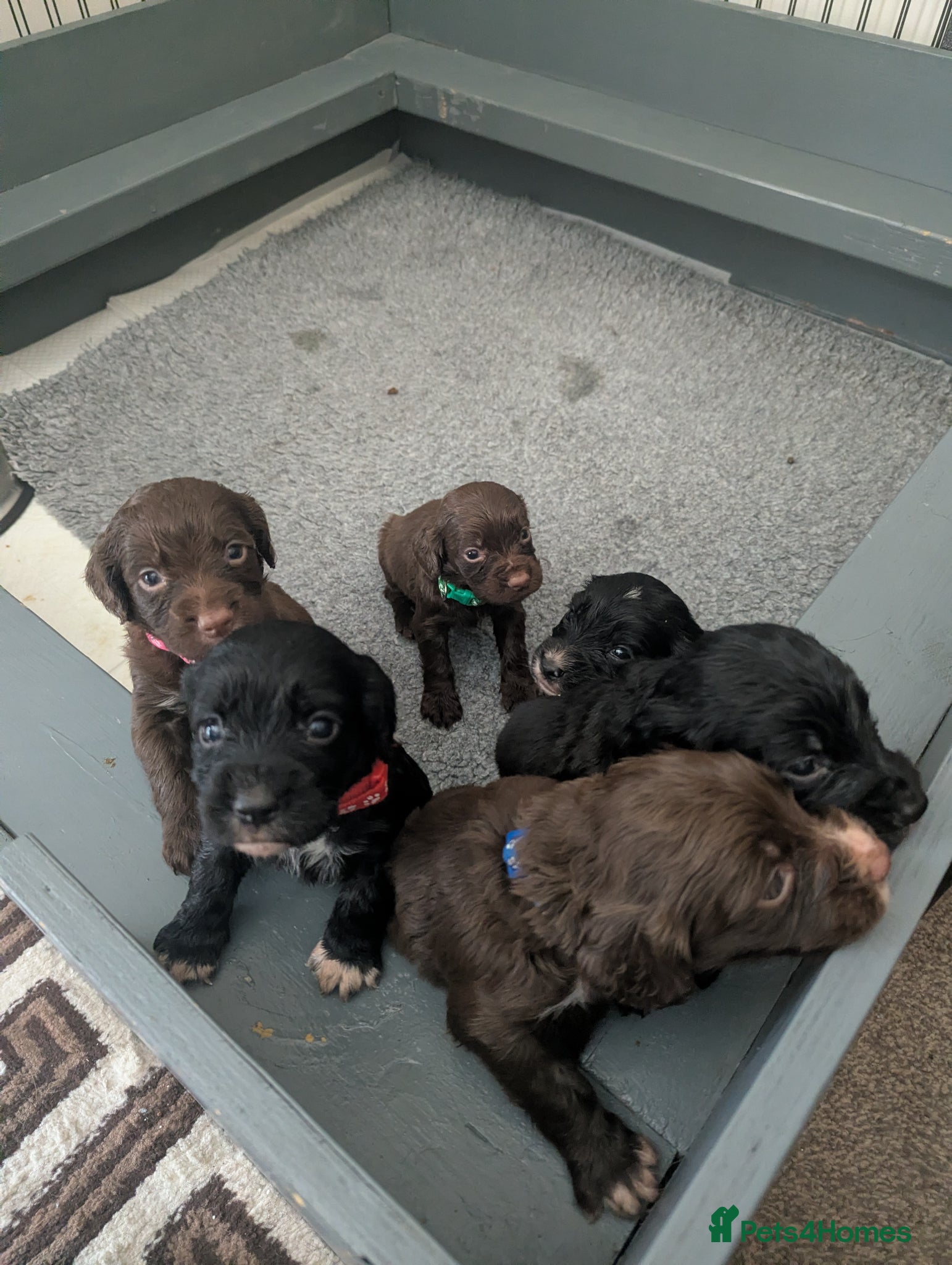 Sprocker dogs for sale: Beautiful Sprocker Puppies  - Advert 9