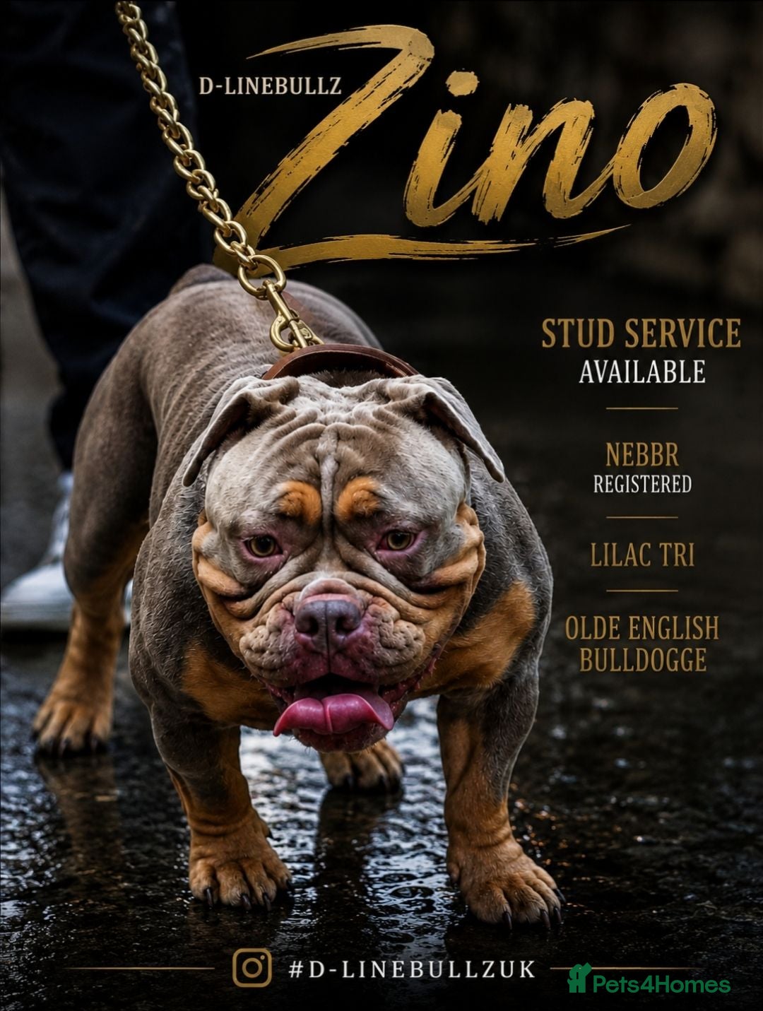 Olde English Bulldogge dogs NEBBR REGISTERED OLDE ENGLISH BULLDOGGE STUD - Advert 1