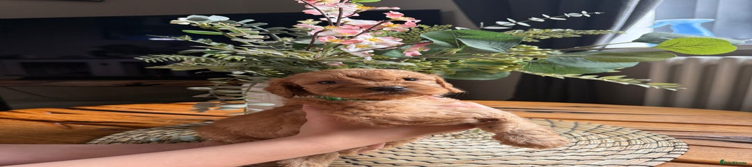 Cockapoo Puppy 6