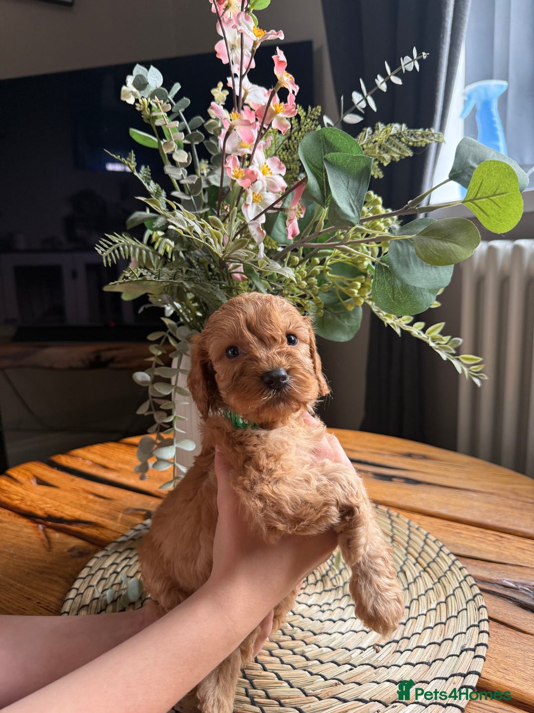 Cockapoo dogs for sale: Toy Cockapoo Puppies, Family Raised, Sweet Natured - Image 7