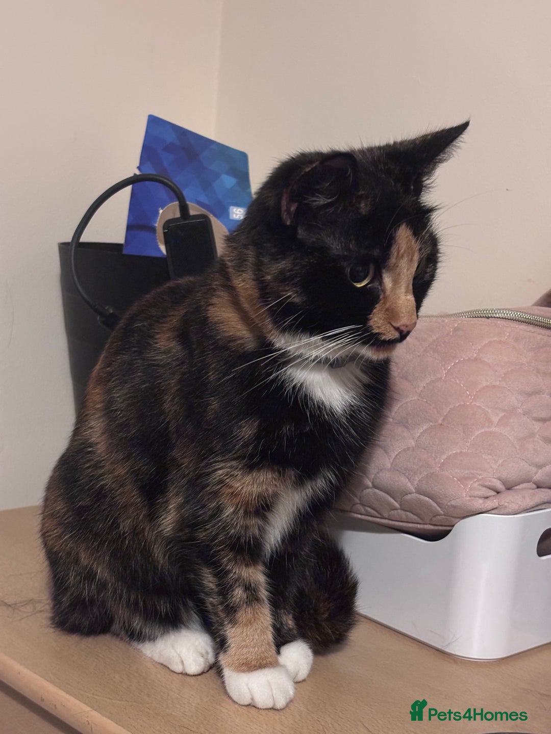 Mixed Breed cats for sale: Beautiful 4 Year Old Calico Cat  - Image 3