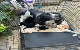 Cockapoo dogs for sale: Super cute spaniel x miniature poodle - Image 19