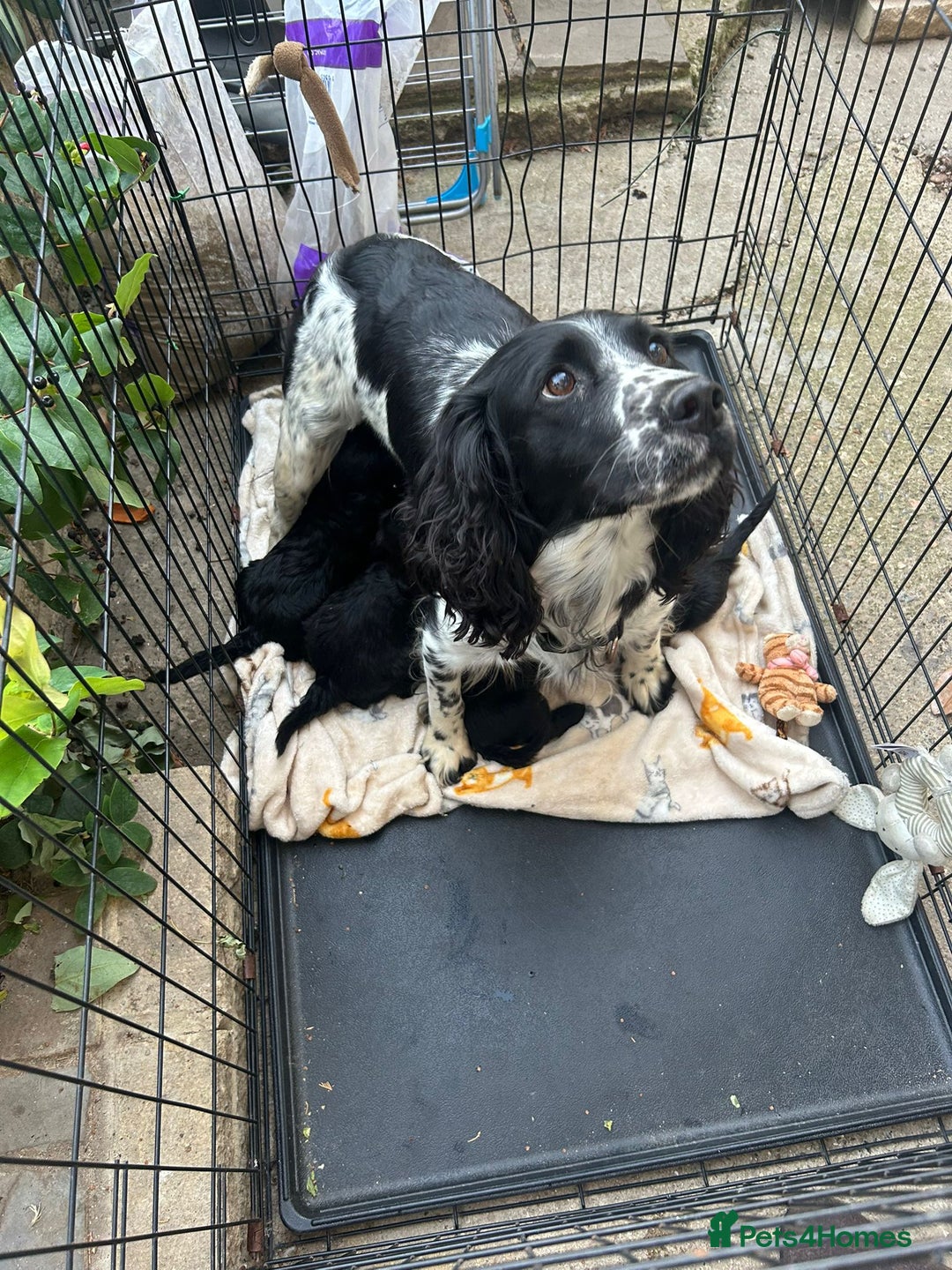 Cockapoo dogs for sale: Super cute spaniel x miniature poodle - Image 19