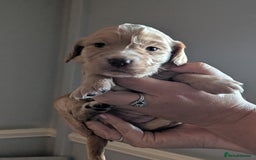 Cocker Spaniel dogs for sale: Golden and red working cocker spaniels  - Image 1