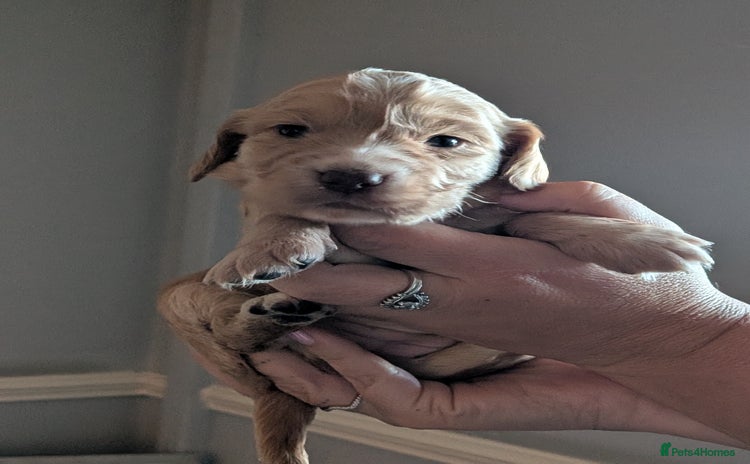 Cocker Spaniel dogs - Advert 4