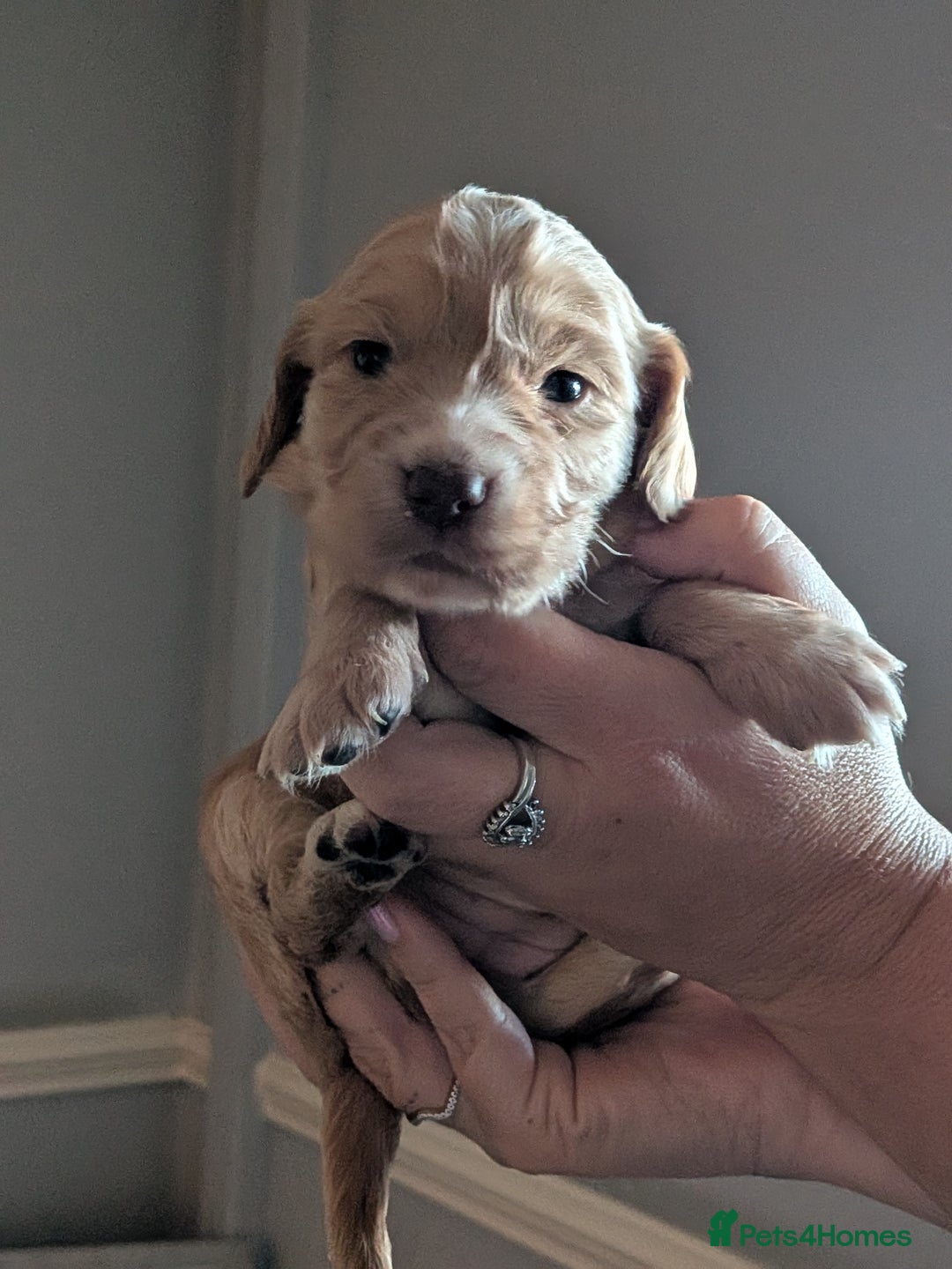 Cocker Spaniel dogs for sale: Golden and red working cocker spaniels  - Image 1