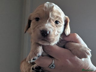 Cocker Spaniel dogs for sale - Advert 1