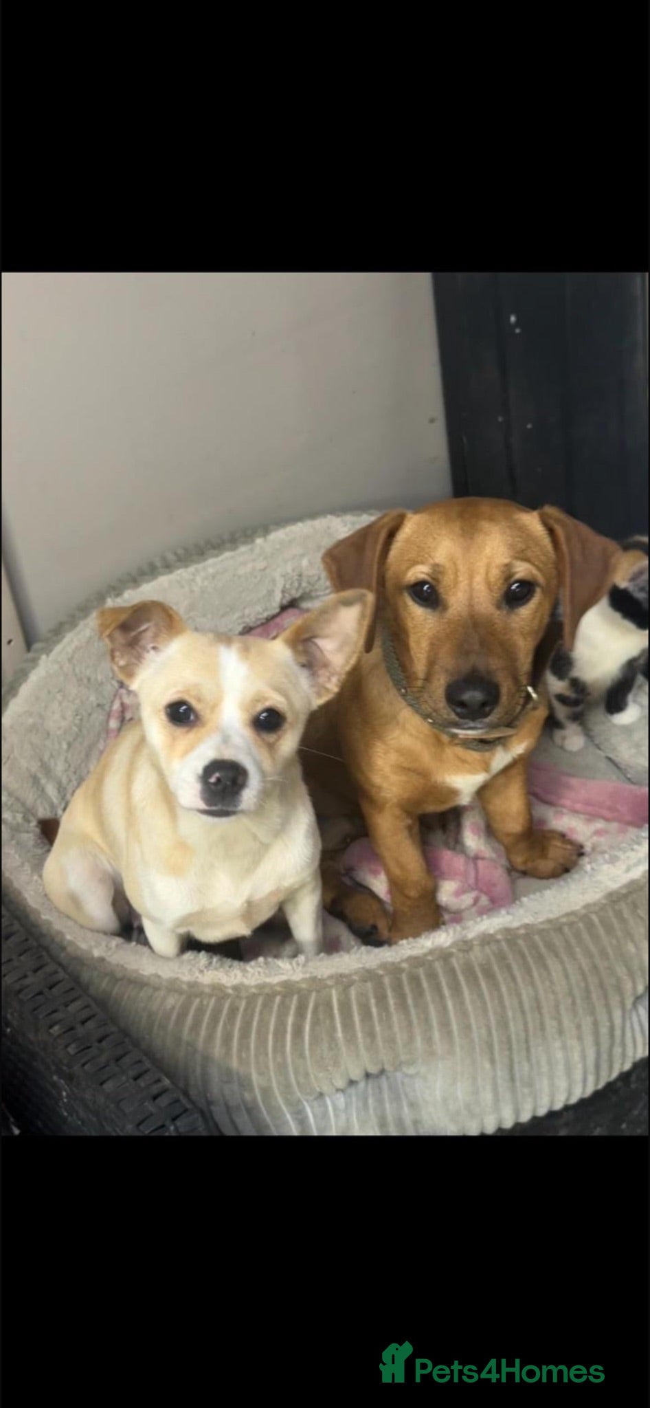 Jack Chi dogs 2 boys available  - Advert 1