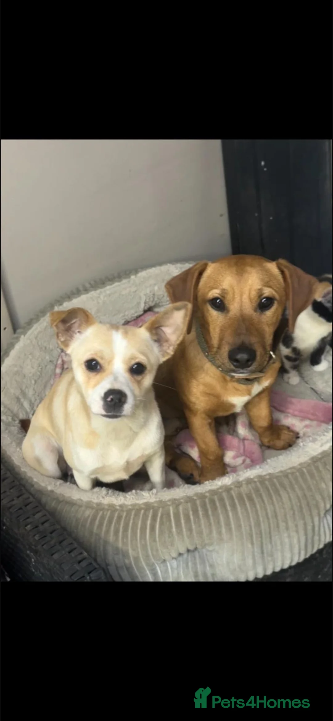 Jack Chi dogs for sale: 2 boys available  - Advert 1