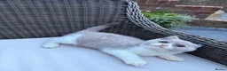 British Shorthair cats for sale: READY NEXT WEEK - FULL PEDIGREE REGISTERED BSH - Advert 30