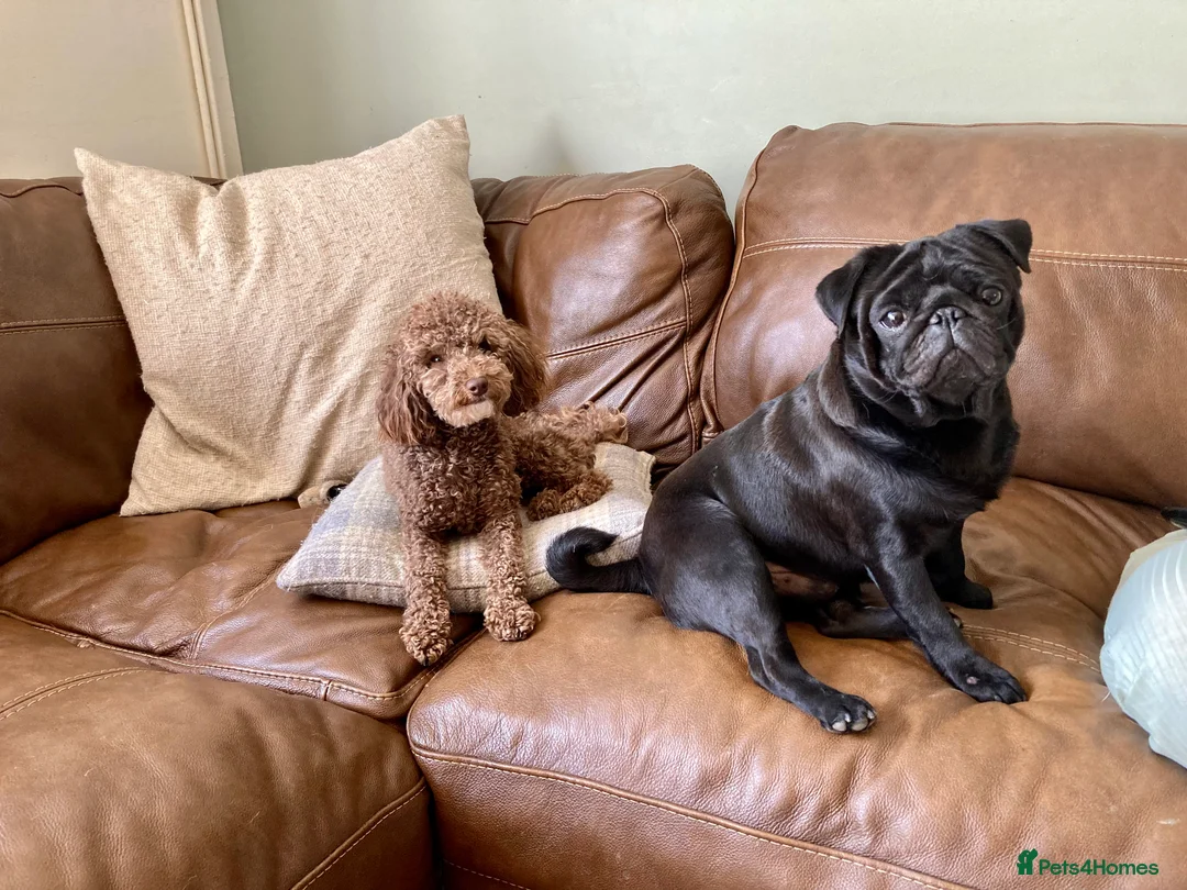 Poodle dogs for stud: Health tested KC chocolate Toy poodle stud  in Stevenage - Advert 10