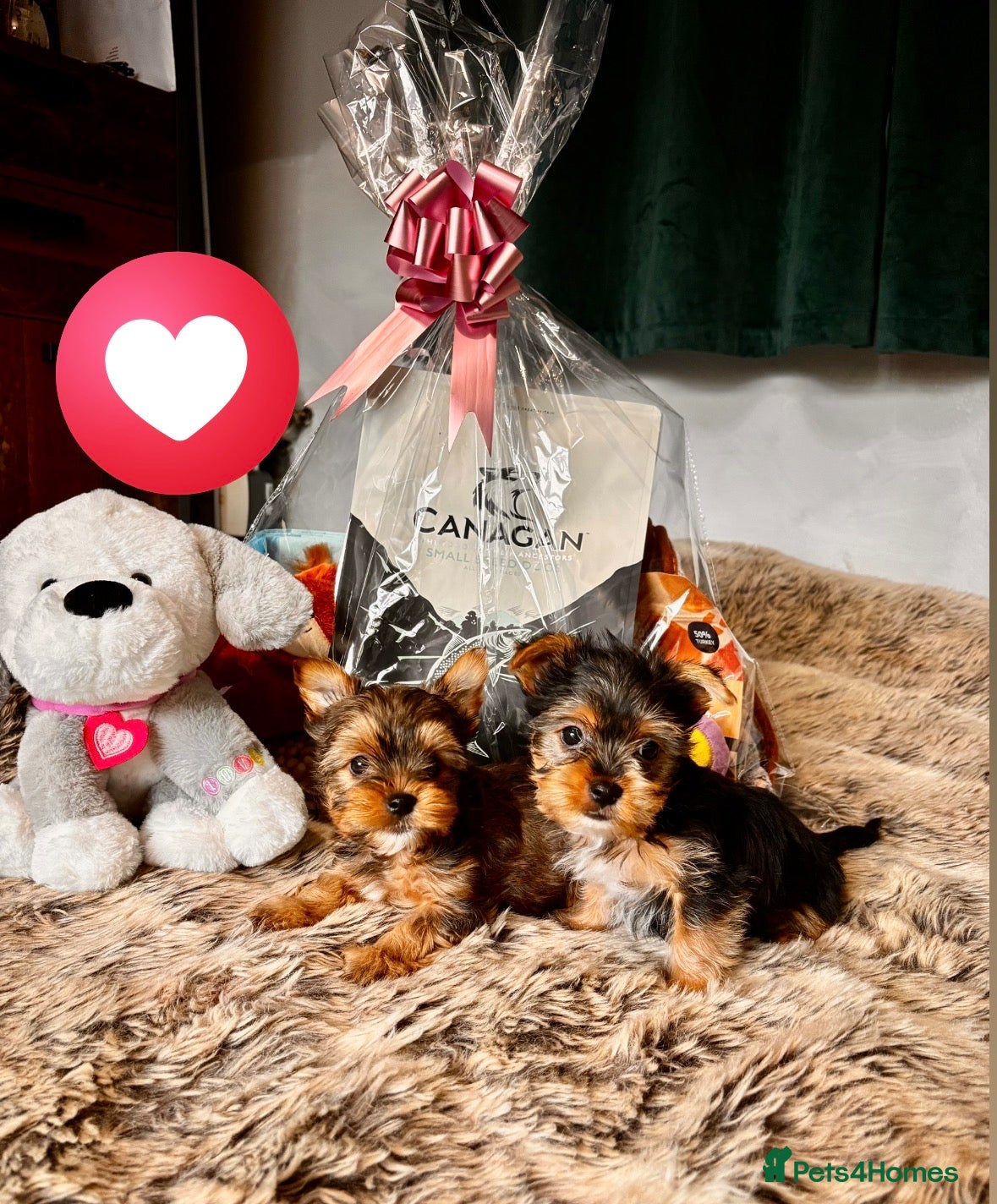 Yorkshire Terrier dogs 🌟Pedigree Miniature Yorkshire Terrier🌟 - Advert 4