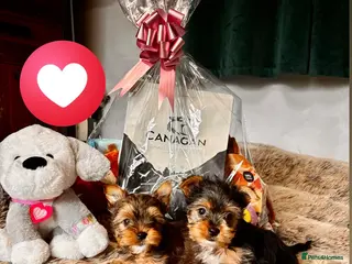 Yorkshire Terrier dogs 🌟Pedigree Miniature Yorkshire Terrier🌟 - Advert 4