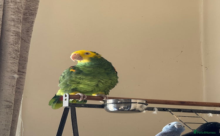 Parrots birds - Advert 2