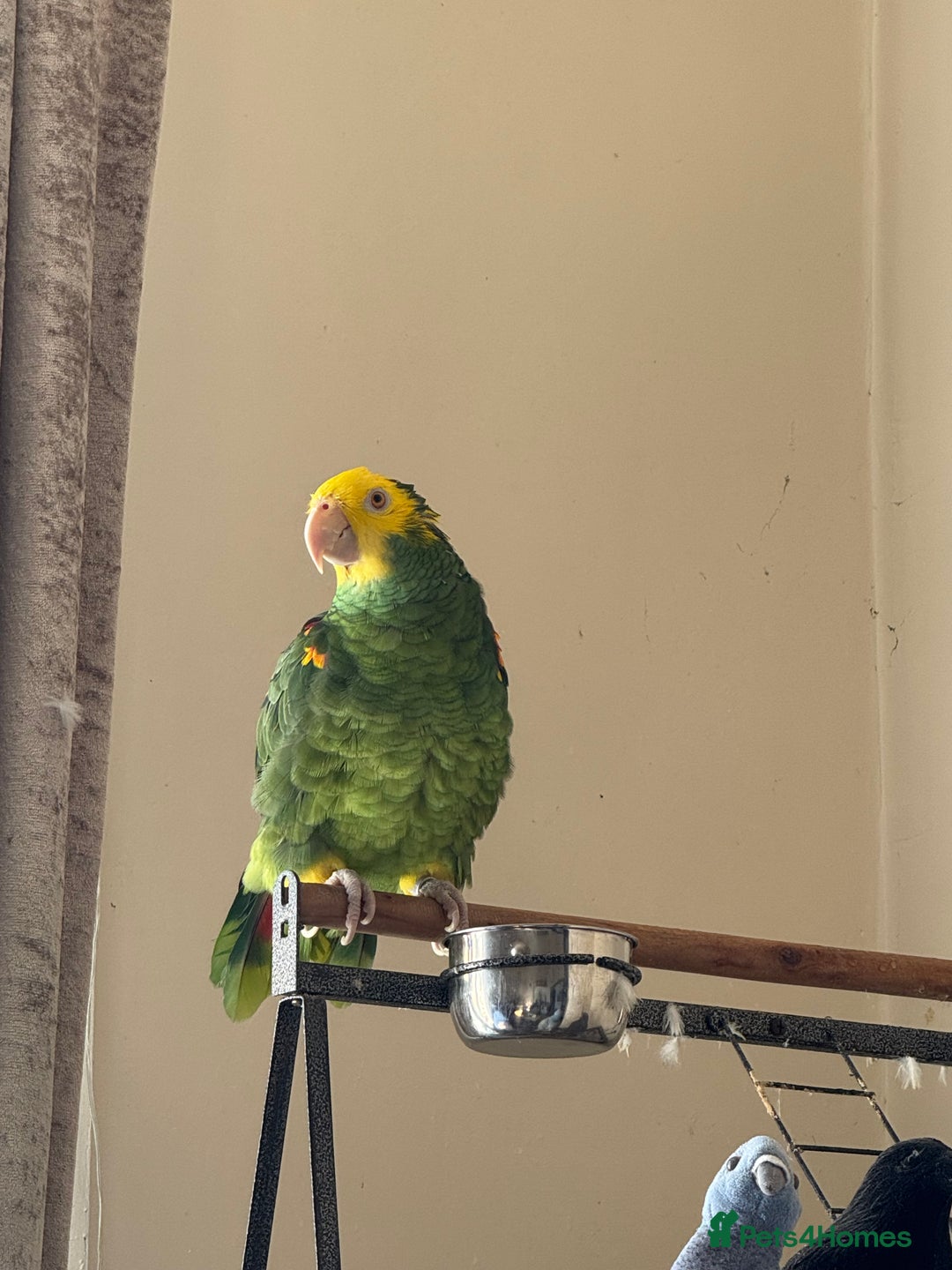 Parrots birds for sale: Yellow headed Amazon  - Image 1