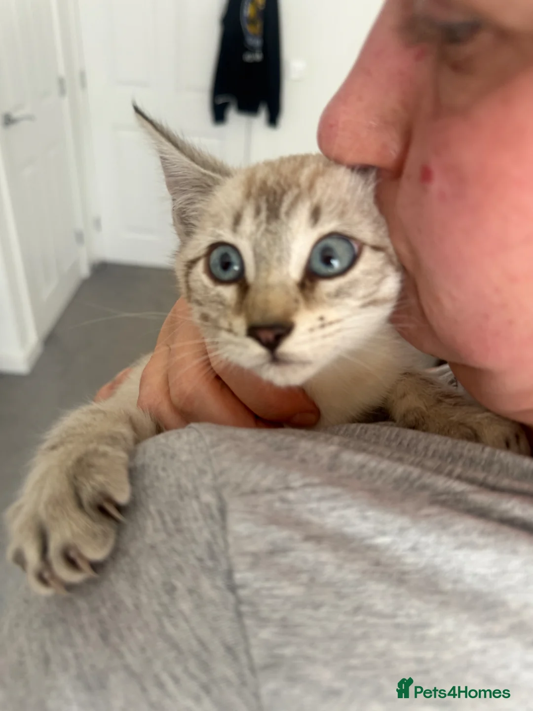 Bengal cats for sale: Bengal kittens, only girls left - Advert 1