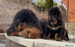 Tibetan Mastiff dogs for sale: 🌟 Meet Our Majestic Tibetan Mastiff Puppies! 🌟 - Image 2