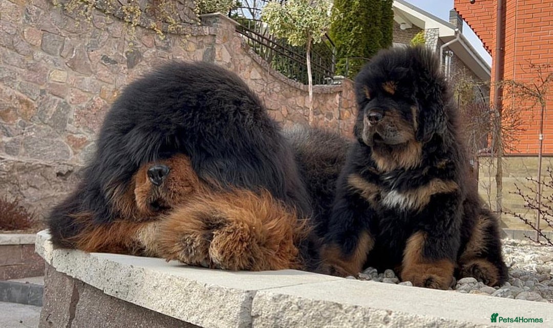Tibetan Mastiff dogs for sale: 🌟 Meet Our Majestic Tibetan Mastiff Puppies! 🌟 - Image 2