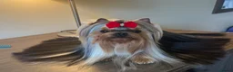 Yorkshire Terrier dogs for stud: ✨ EXCEPTIONAL YORKSHIRE TERRIER ✨ - Advert 2