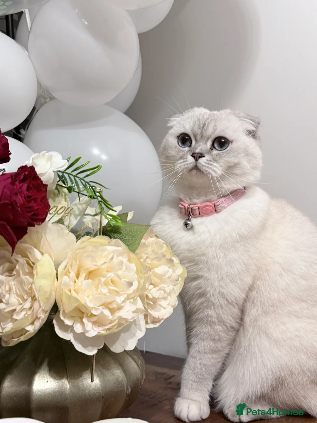 Scottish Fold cats for sale: Beautiful Scottish fold  - Advert 1