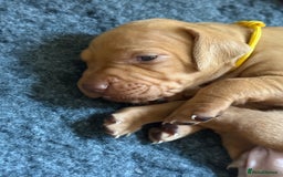 Hungarian Vizsla dogs for sale: Hungarian Vizsla Puppies - Outstanding Pedigree  - Advert 7