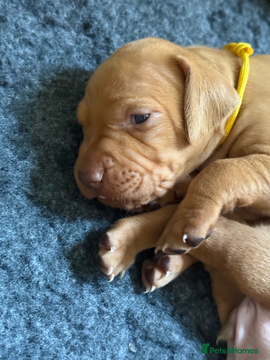 Hungarian Vizsla dogs for sale: Hungarian Vizsla Puppies - Outstanding Pedigree  - Advert 7