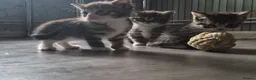 Mixed Breed cats for sale: Adorable little girls are looking for new home - Advert 6
