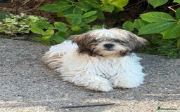 Mixed Breed dogs for sale: Female Shi Tzu x Bichon - Image 6