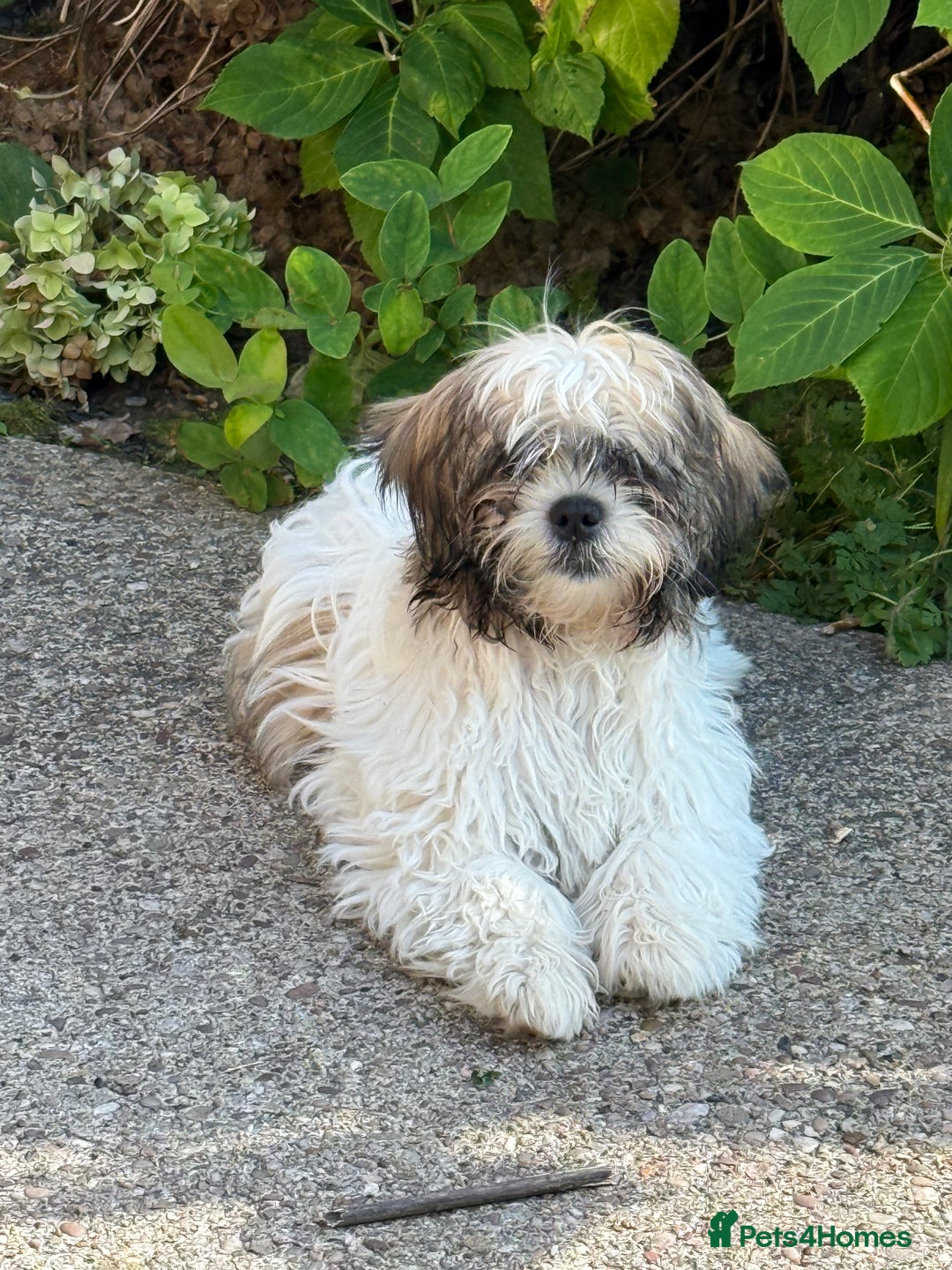Mixed Breed dogs for sale: Female Shi Tzu x Bichon - Image 6