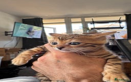 Bengal cats for sale: Bengal kittens Pure just born - Image 9