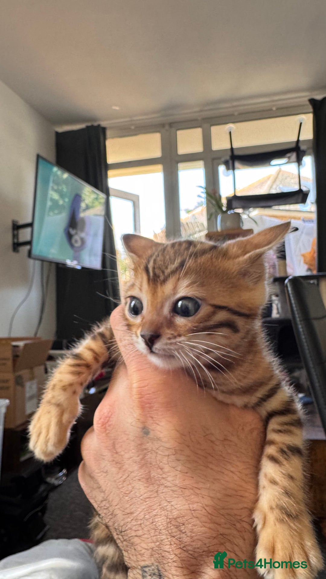 Bengal cats for sale: Bengal kittens Pure just born - Image 9