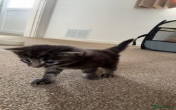 Maine Coon cats for sale: Maine coon kittens  - Image 7