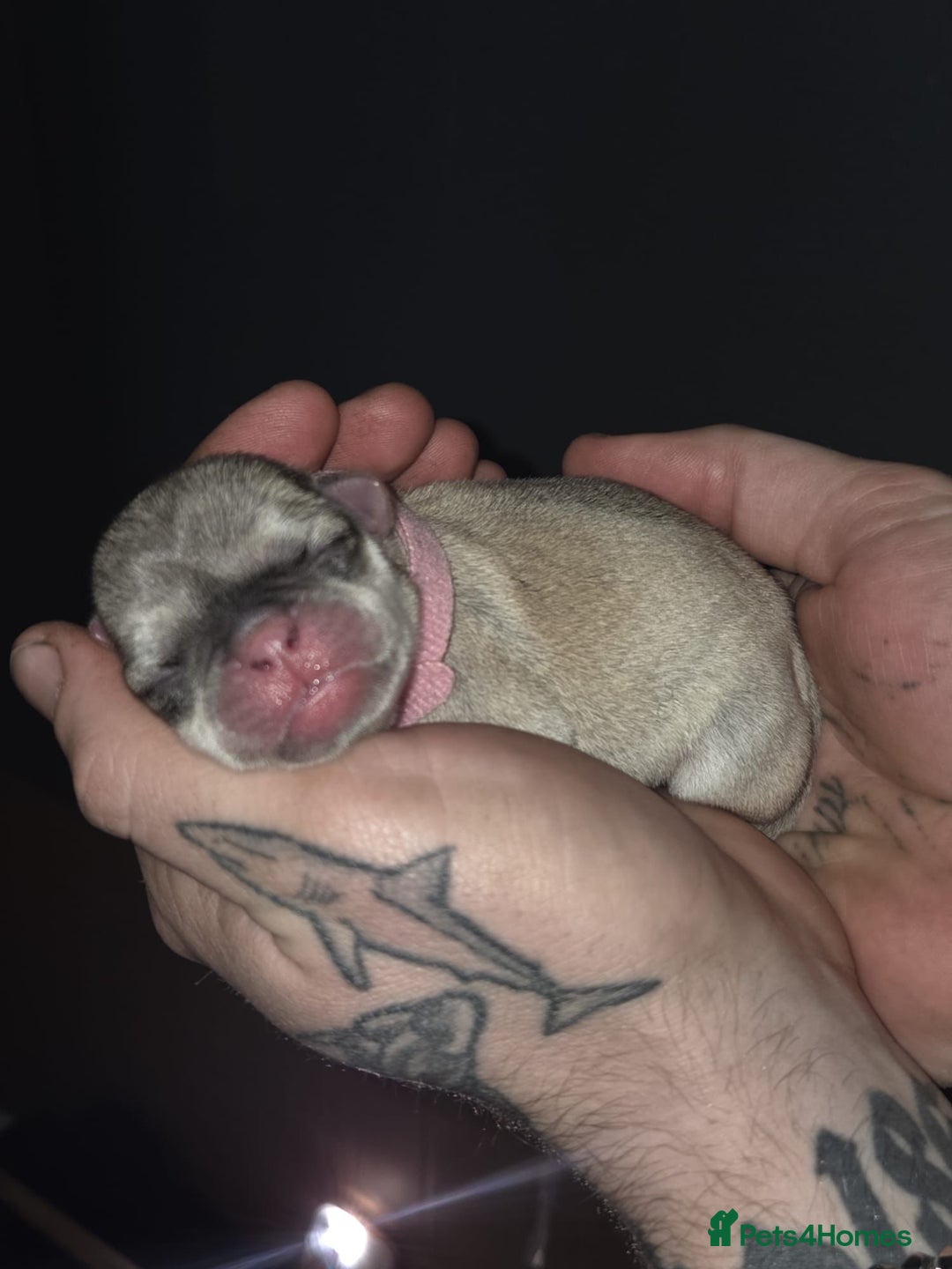 Gallery Image {{count}}