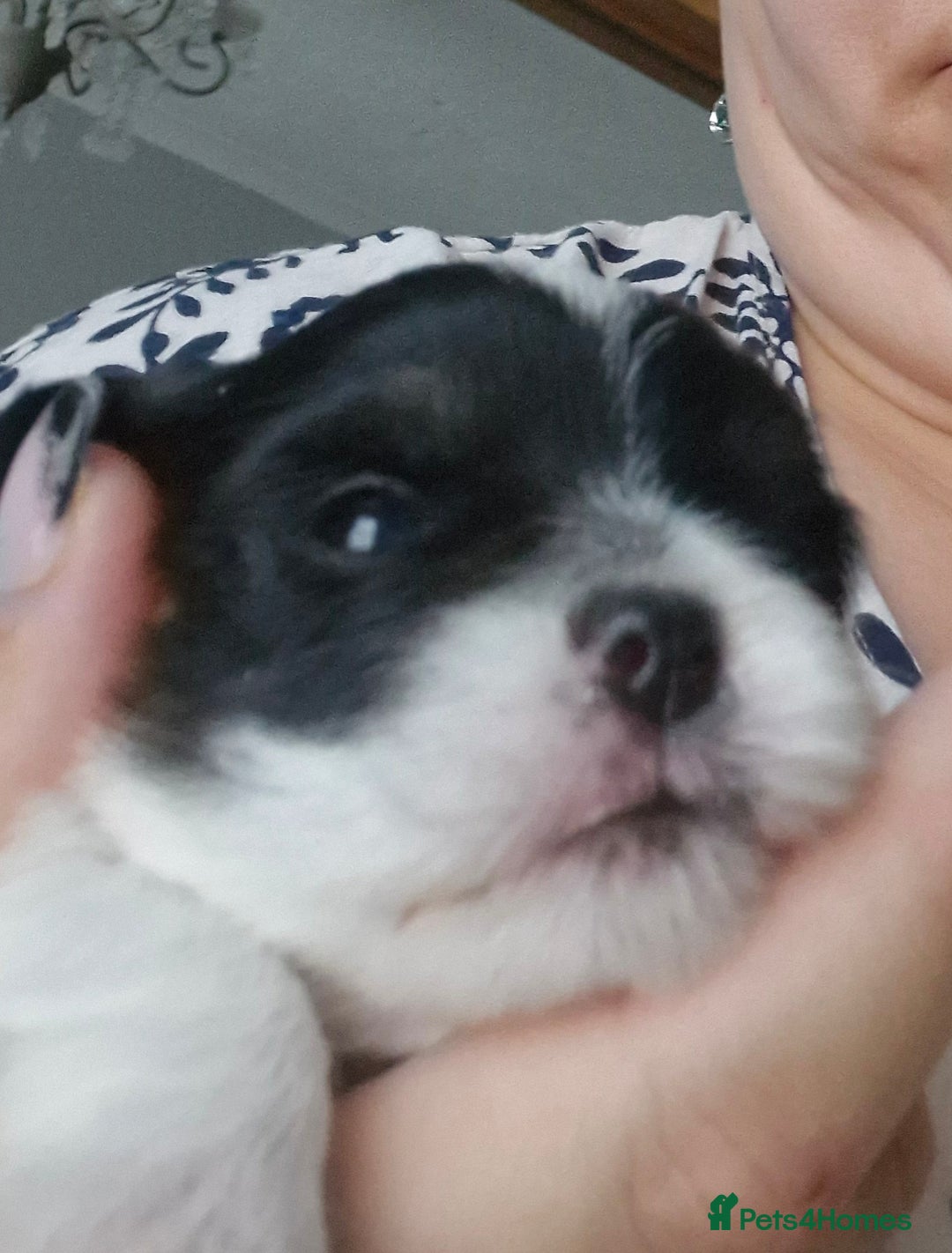Mixed Breed dogs for sale: Stunning maltipoo x pug puppies  - Advert 9