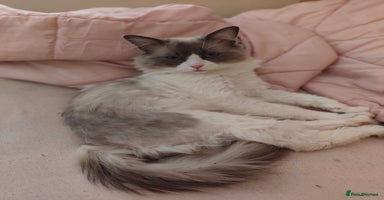 Ragdoll cats - Advert 15