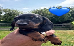 Miniature Dachshund dogs for sale: Beautiful Miniature Dachshund puppies - Image 6