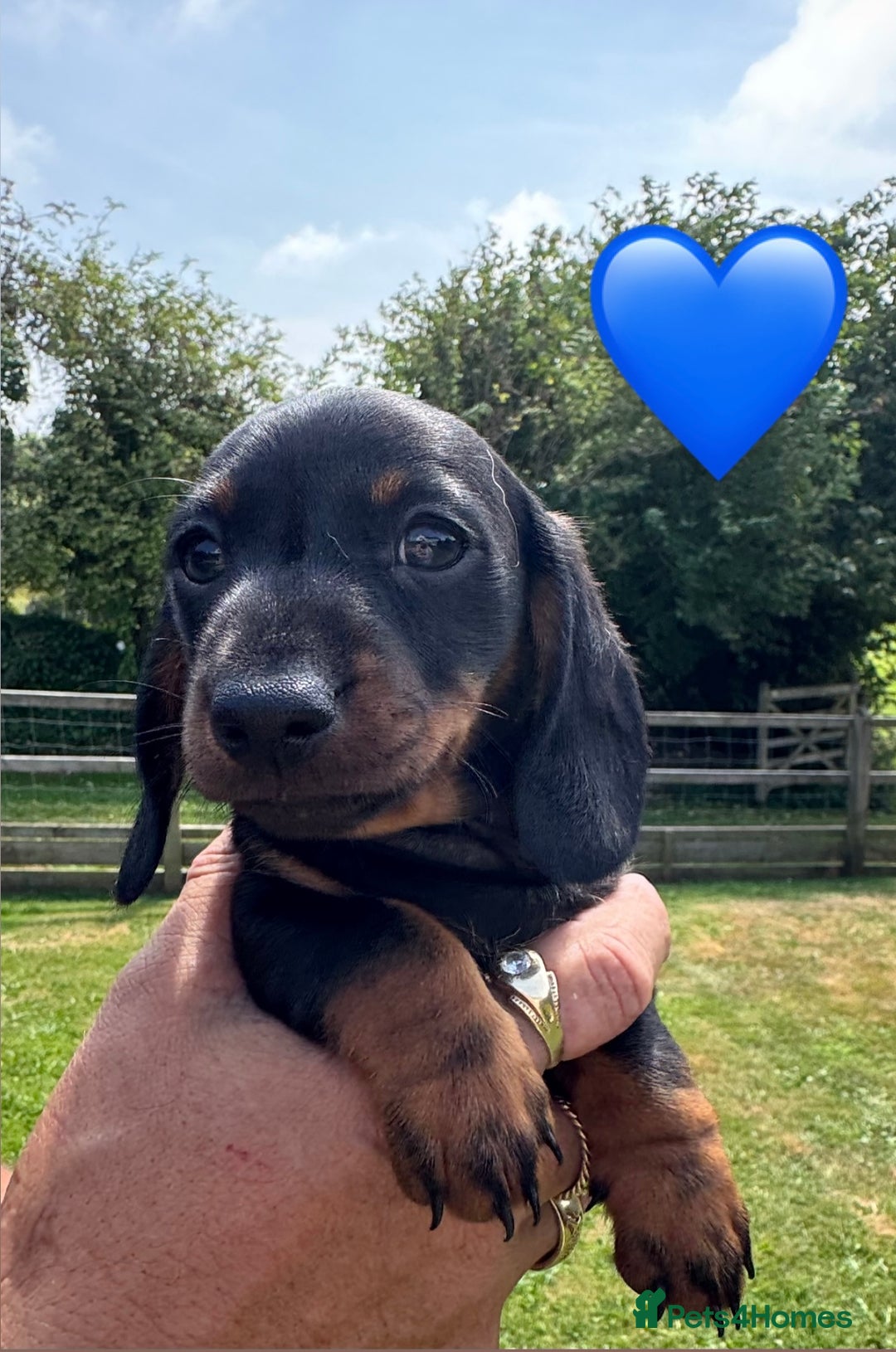 Miniature Dachshund dogs for sale: Beautiful Miniature Dachshund puppies - Image 6