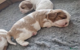 Cavalier King Charles Spaniel dogs for sale: 3 Stunning Cavalier King Charles Pups *DNA CLEAR* - Image 5
