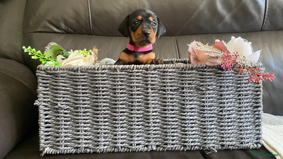 Miniature Dachshund dogs for sale: amazing  miniature dachshunds  - Advert 14