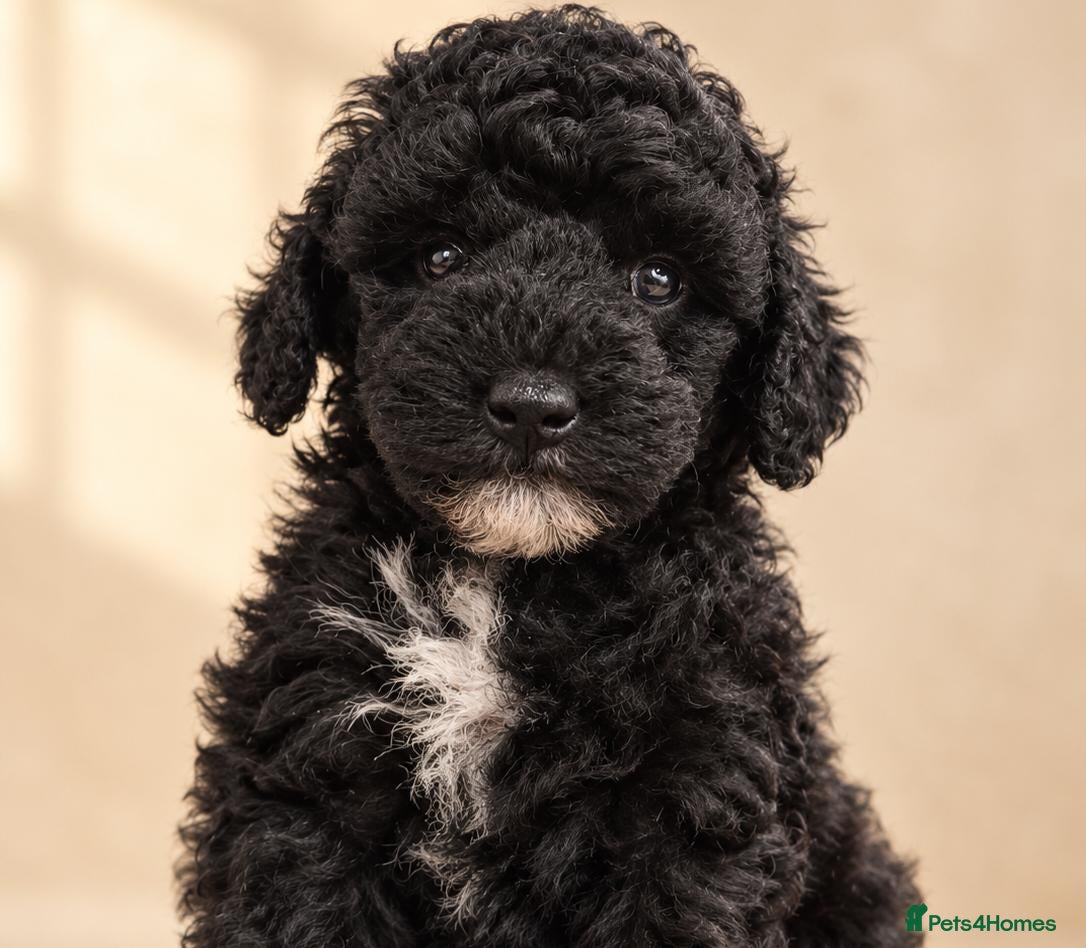 Poochon dogs One boy left to find forever home  - Advert 1