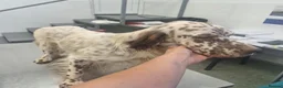 English Setter dogs for adoption: SETH! - Advert 7