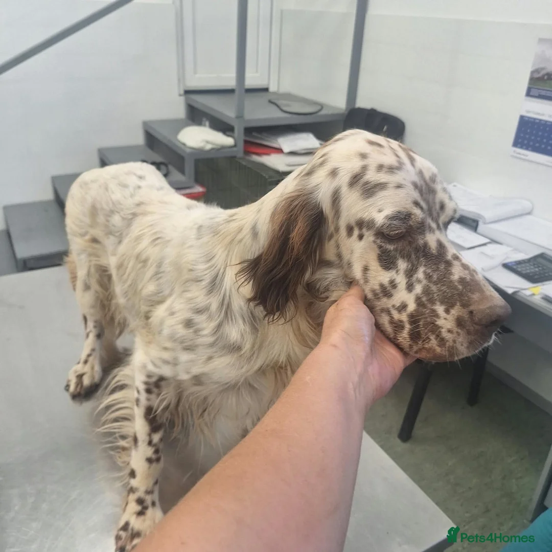 English Setter dogs for adoption: SETH! - Advert 7