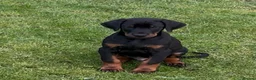 Dobermann dogs for sale: PSA 🏆Anubis grandchildren working Dobermans 🇺🇸 - Advert 5