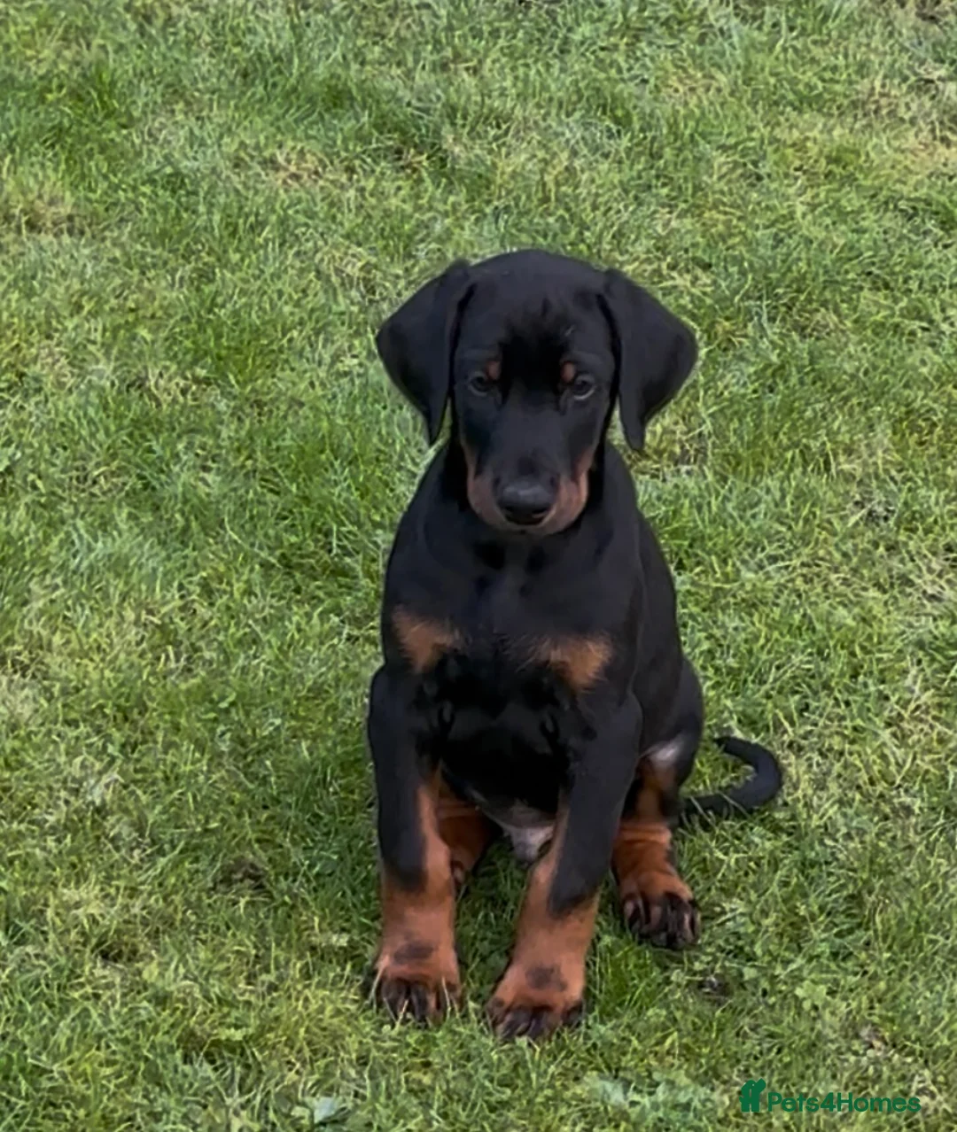 Dobermann dogs for sale: PSA 🏆Anubis grandchildren working Dobermans 🇺🇸 - Advert 5